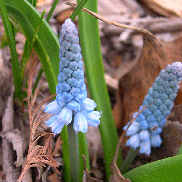 Muscari azureum