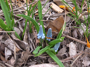 Muscari azureum