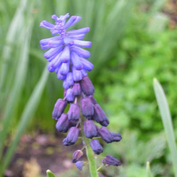 grape hyacinth blurry