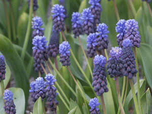 muscari latifoliuim stand