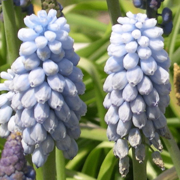 Muscari Valerie Finnis