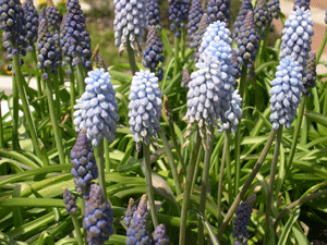 Muscari Valerie Finnis