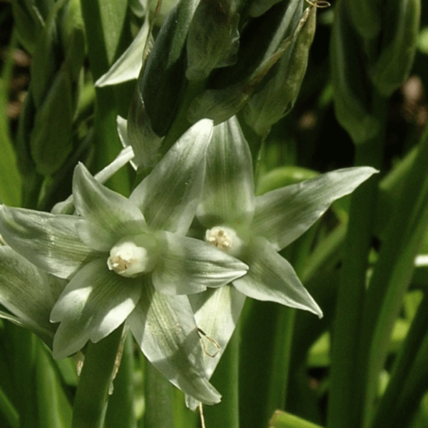 Silver Bells