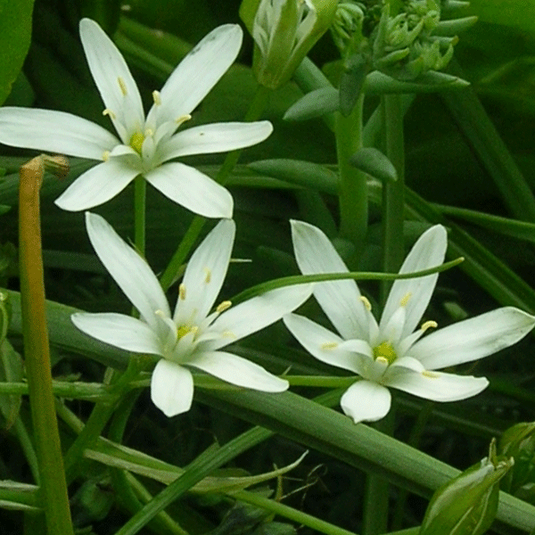 star of Bethlehem