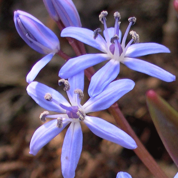 Scilla Bifolia