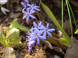 twin leaf squill