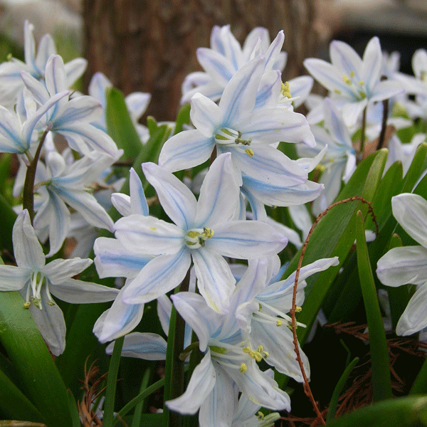 snow scilla