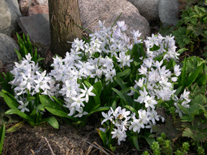 snow scilla