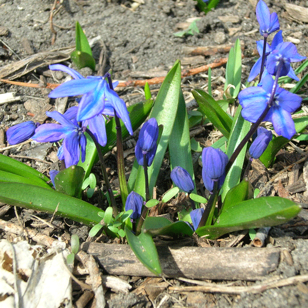 siberian squill