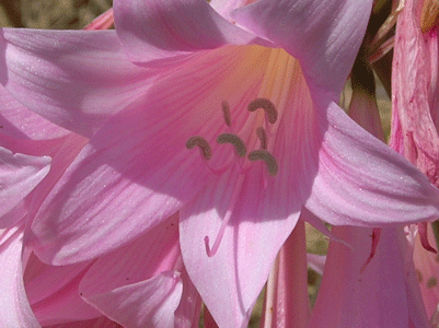 amaryllis