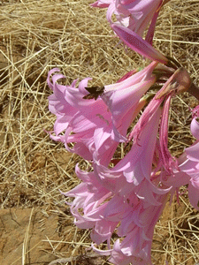 amaryllis