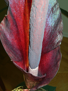 amorphophallus