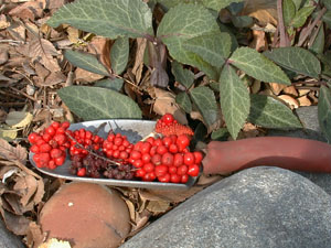 arisaema berries