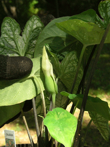 caladium