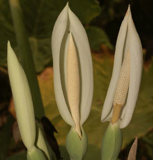 colocasia flowers