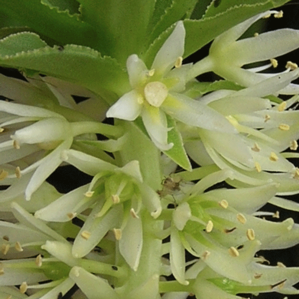 pineapple lily close up with some bug