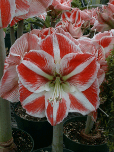 hippeastrum