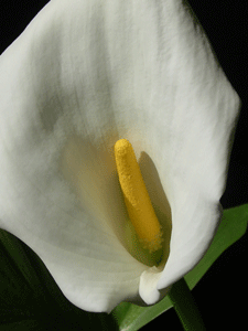 zantedeschia