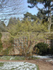 Witch Hazel Blooming in Snow