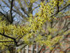 Witch Hazel Blooms & Leafbuds