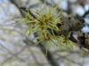 Close Up of Witch Hazel Flower
