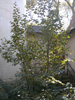 Small Witch Hazel Tree