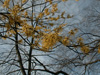 Understory Tree