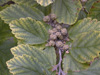 Witch Hazel Seed Pods